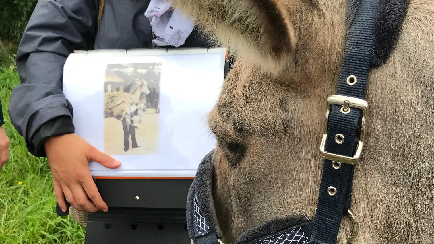 Champ'ânes - balade guidée et commentée