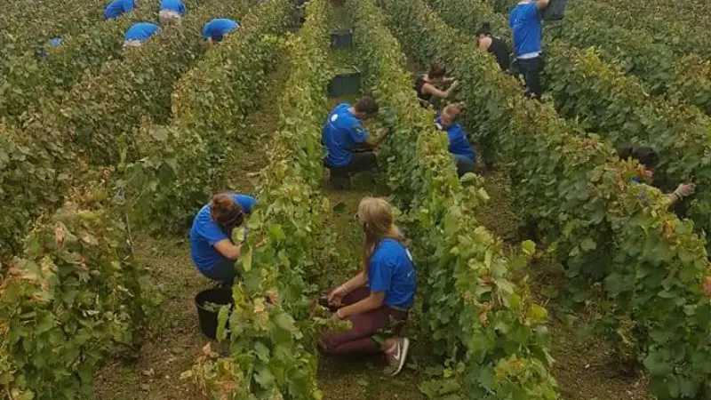 Nos vendanges