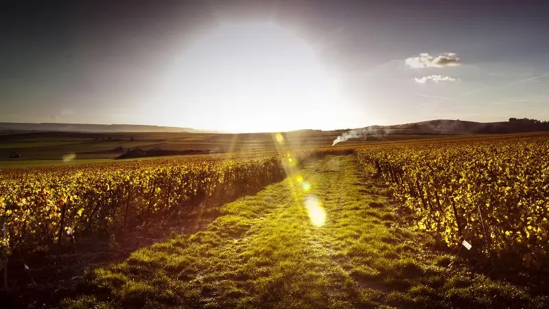 champagne-lamiable-tours-sur-marne-vignoble