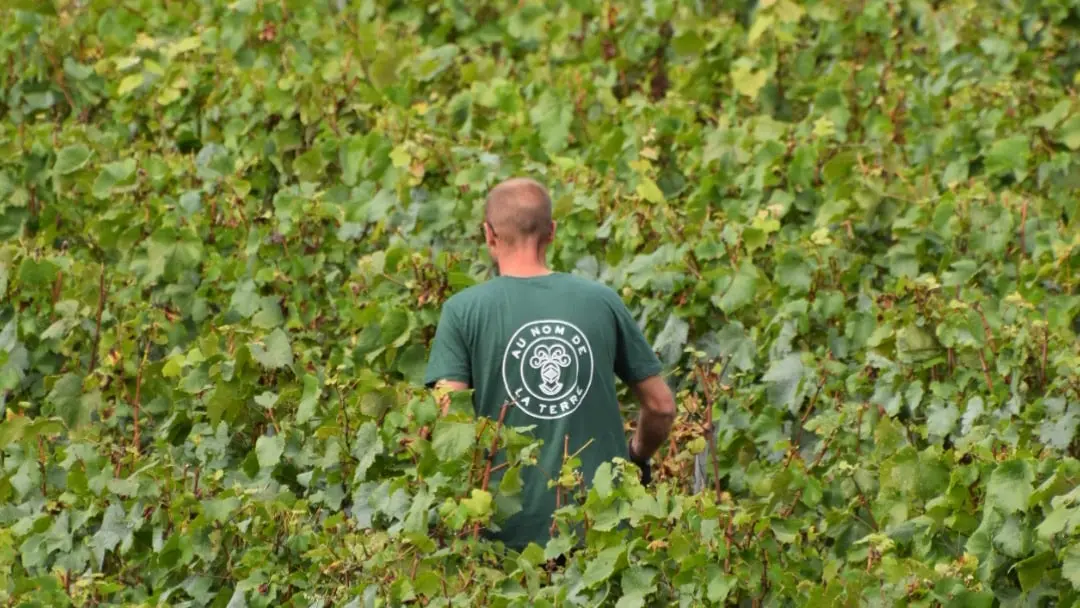 champagne-telmont-vendanges