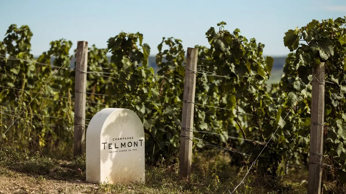 champagne-telmont-vignoble