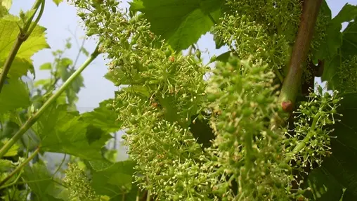 Champagne Bertand Lapie - La Chaussée sur Marne