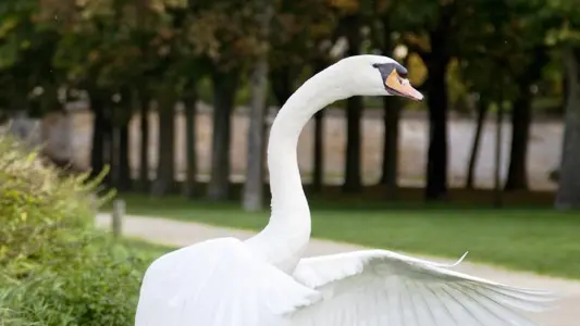 grand-jard-chalons-champagne-cygne