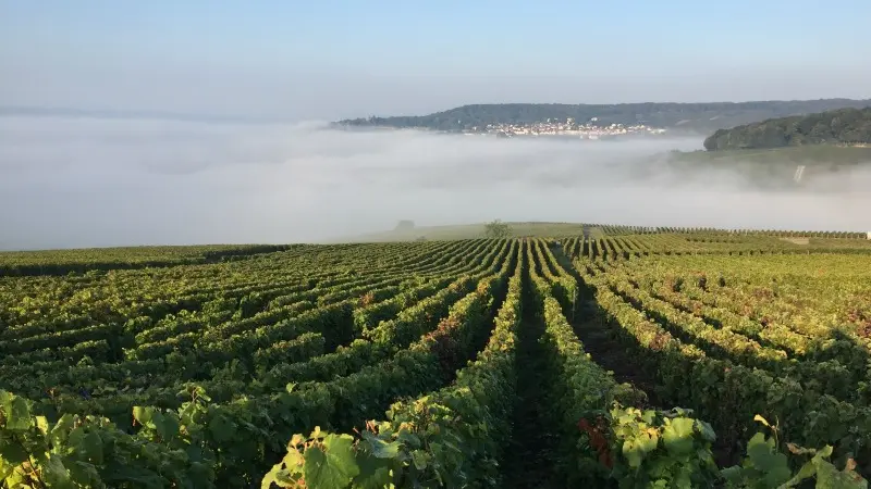 Sparkling Tour - Oenotourisme en Champagne