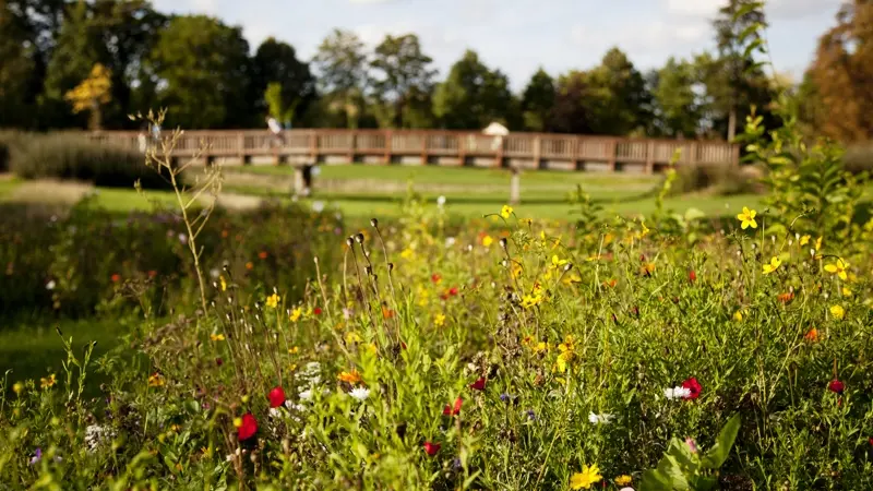 jard-anglais-chalons-fleurs J.C. Nicolle