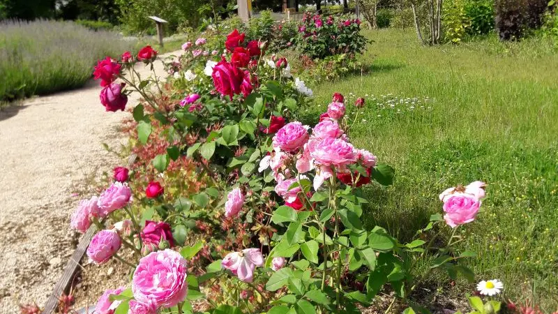 jardin-sensoriel-chambre-de-la-vue