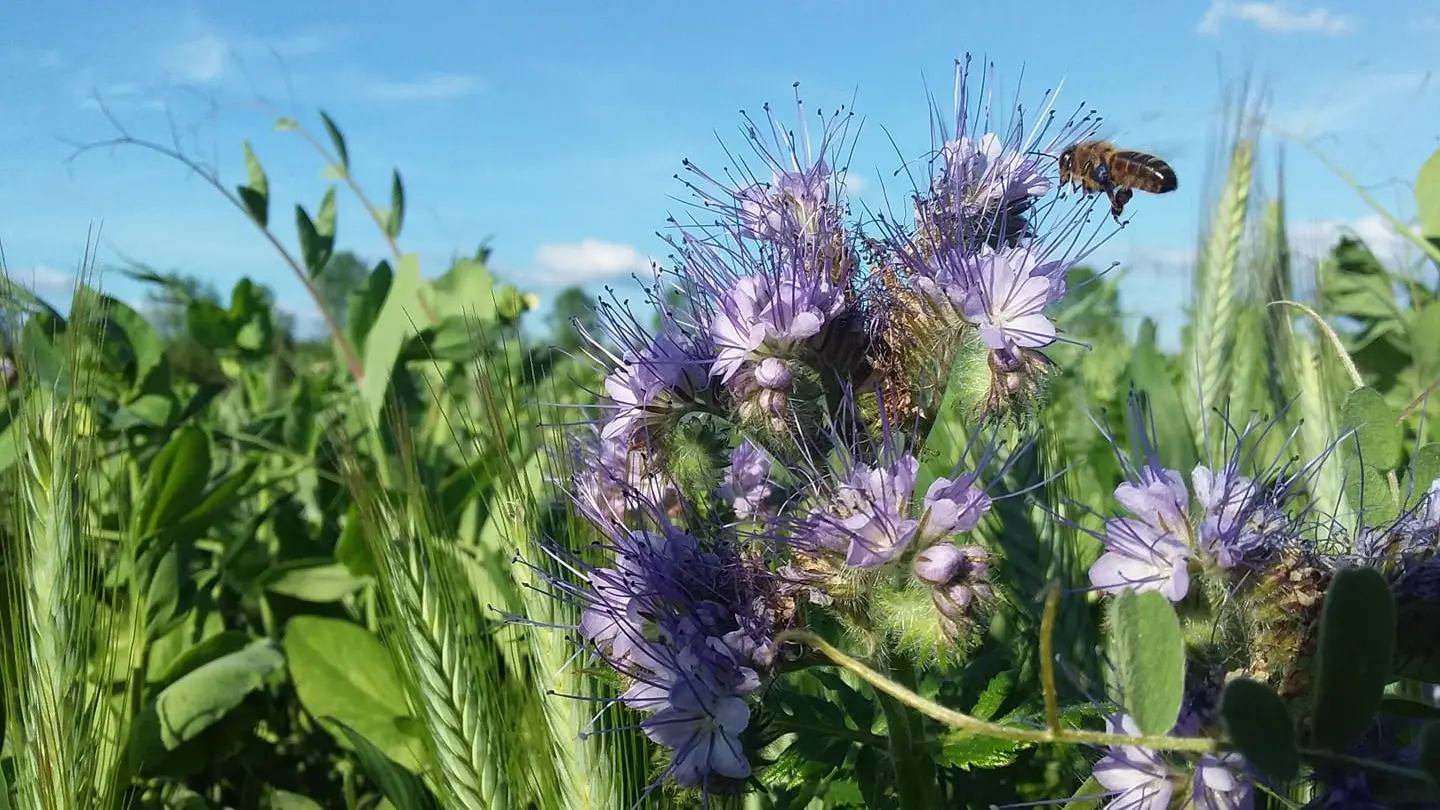 abeille fleur luzerne