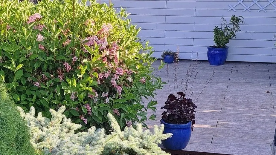 O Délices des Papilles - entrée