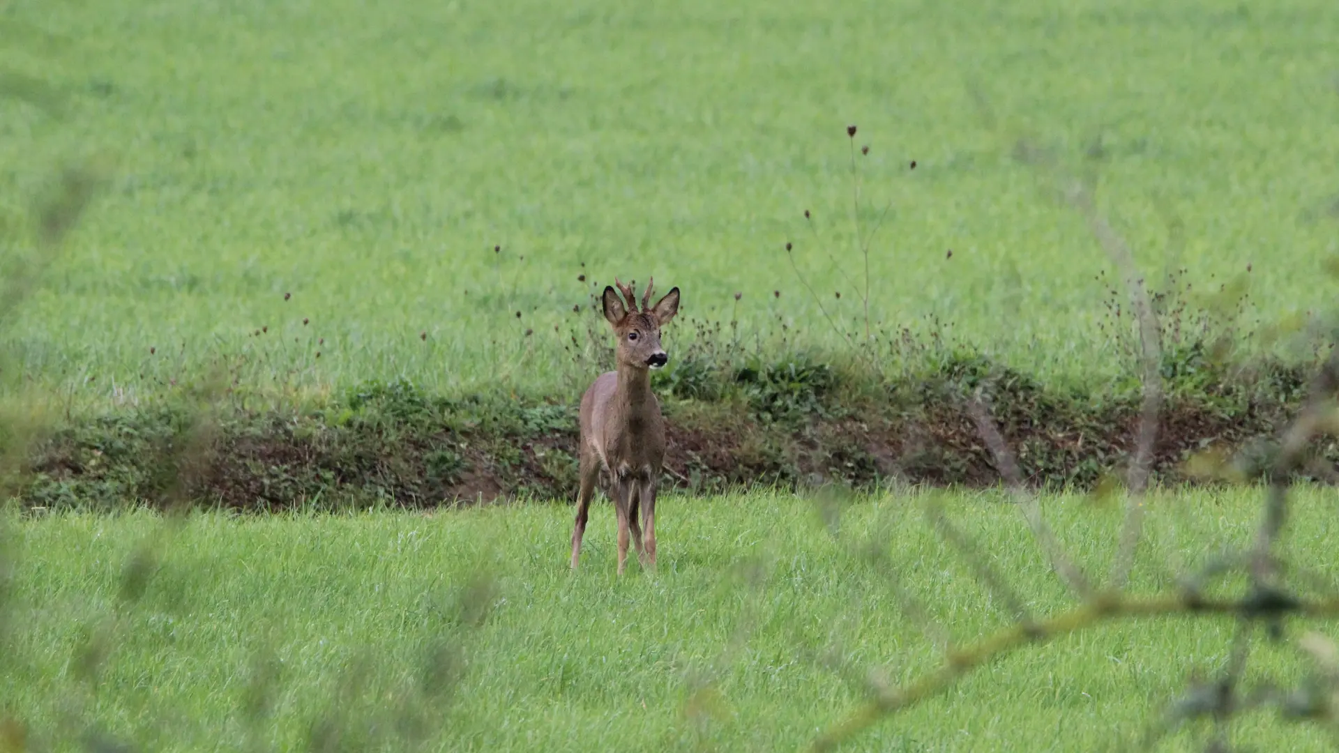 Photo prise depuis le jardin