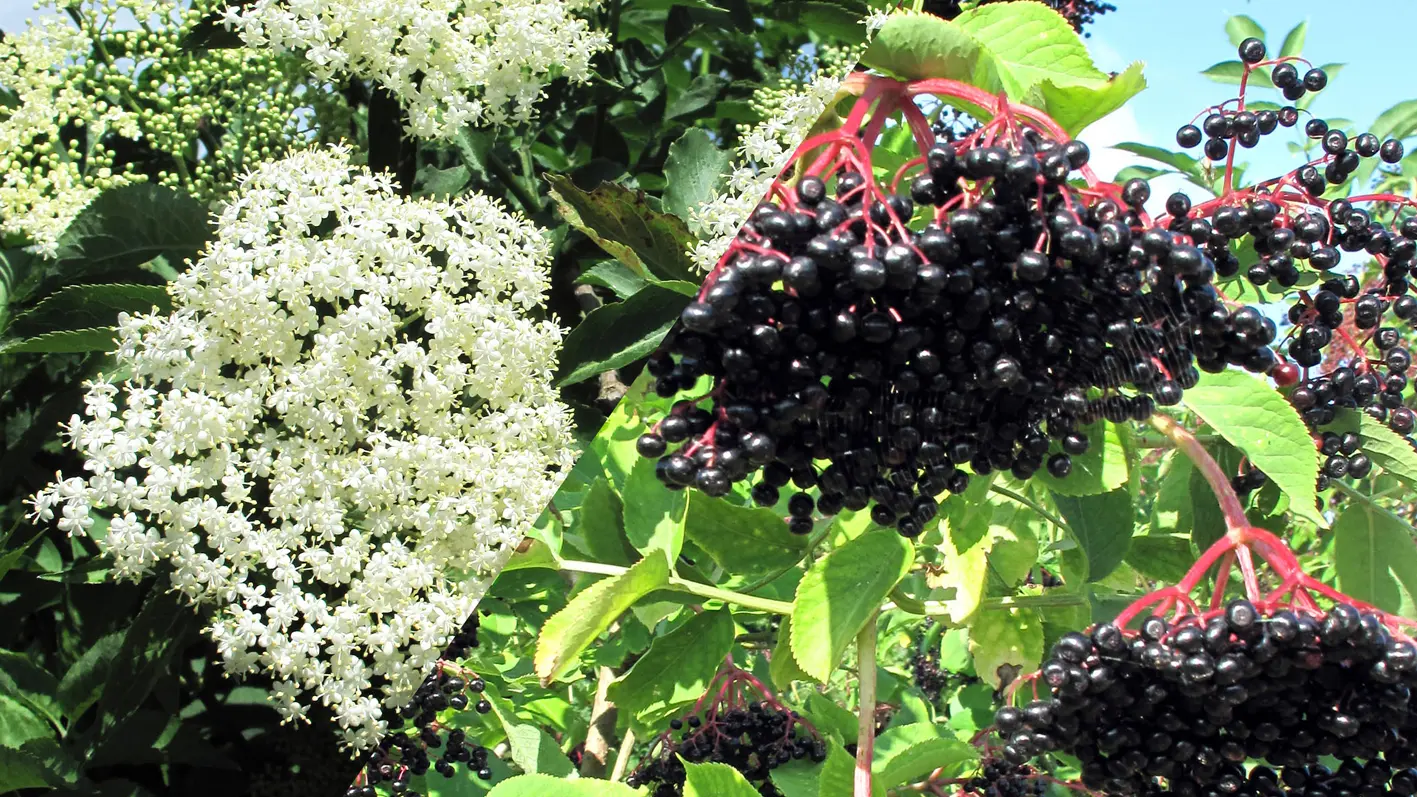 Fleurs et baies de sureau noir - La Maison du Sureau