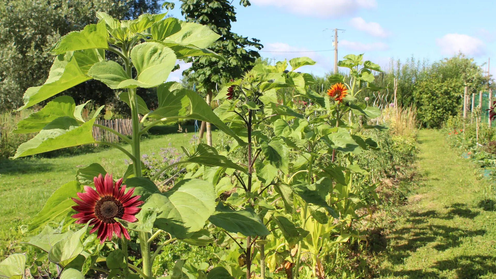 Au jardin