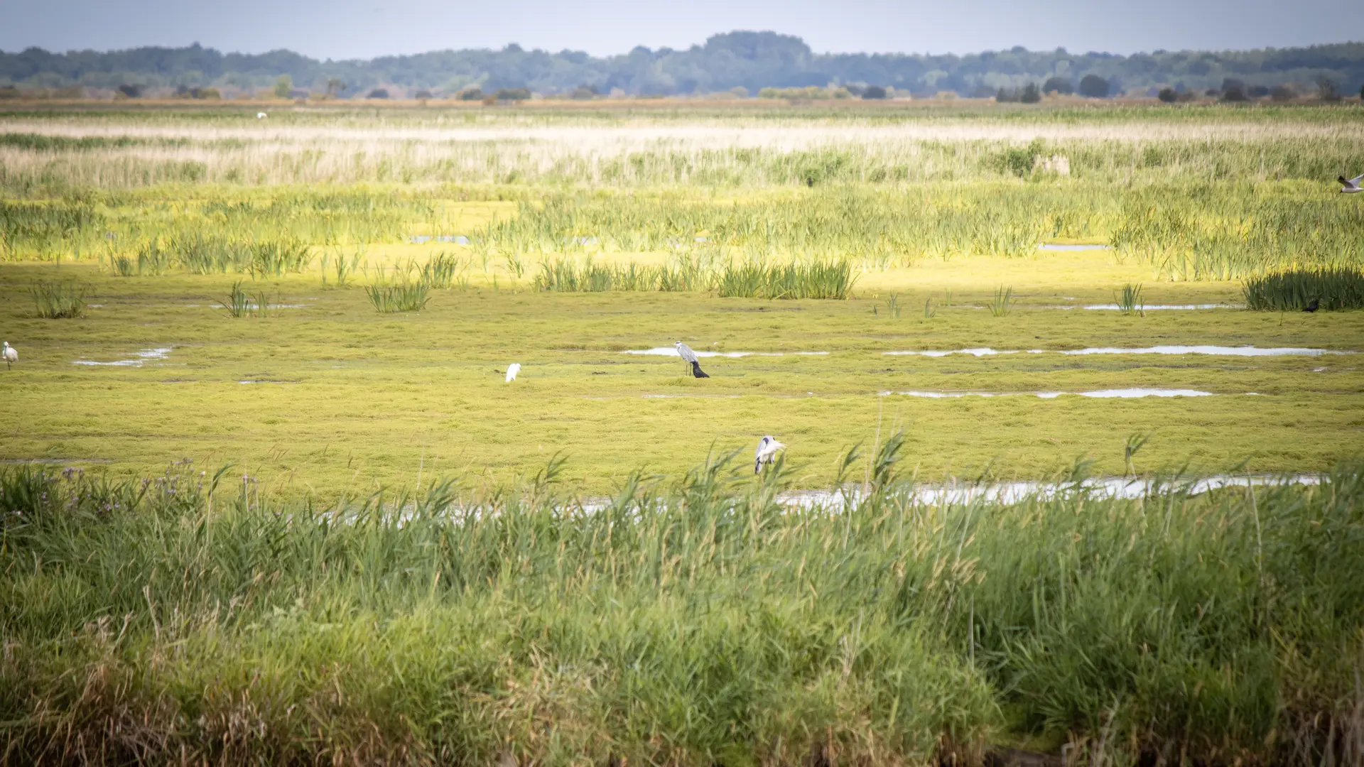 Oiseaux à découvrir dans la réserve ornithologique du Parc naturel de Brière