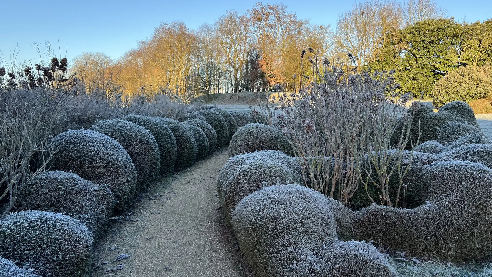 neige sur les topiaires