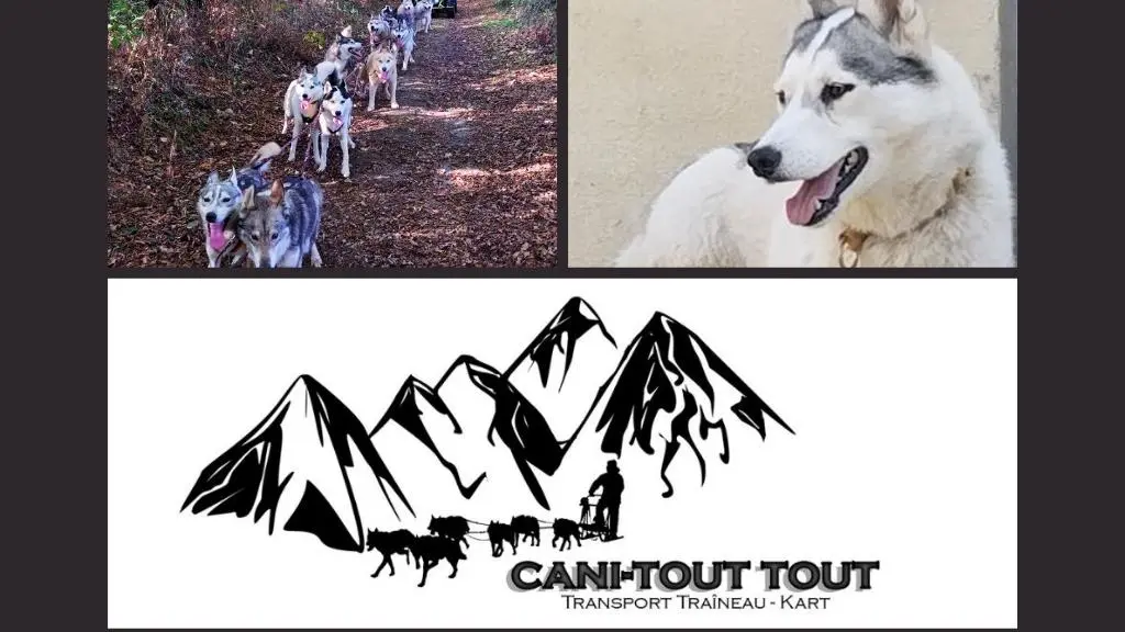 LOI-cani-tout-tout-02 - 1