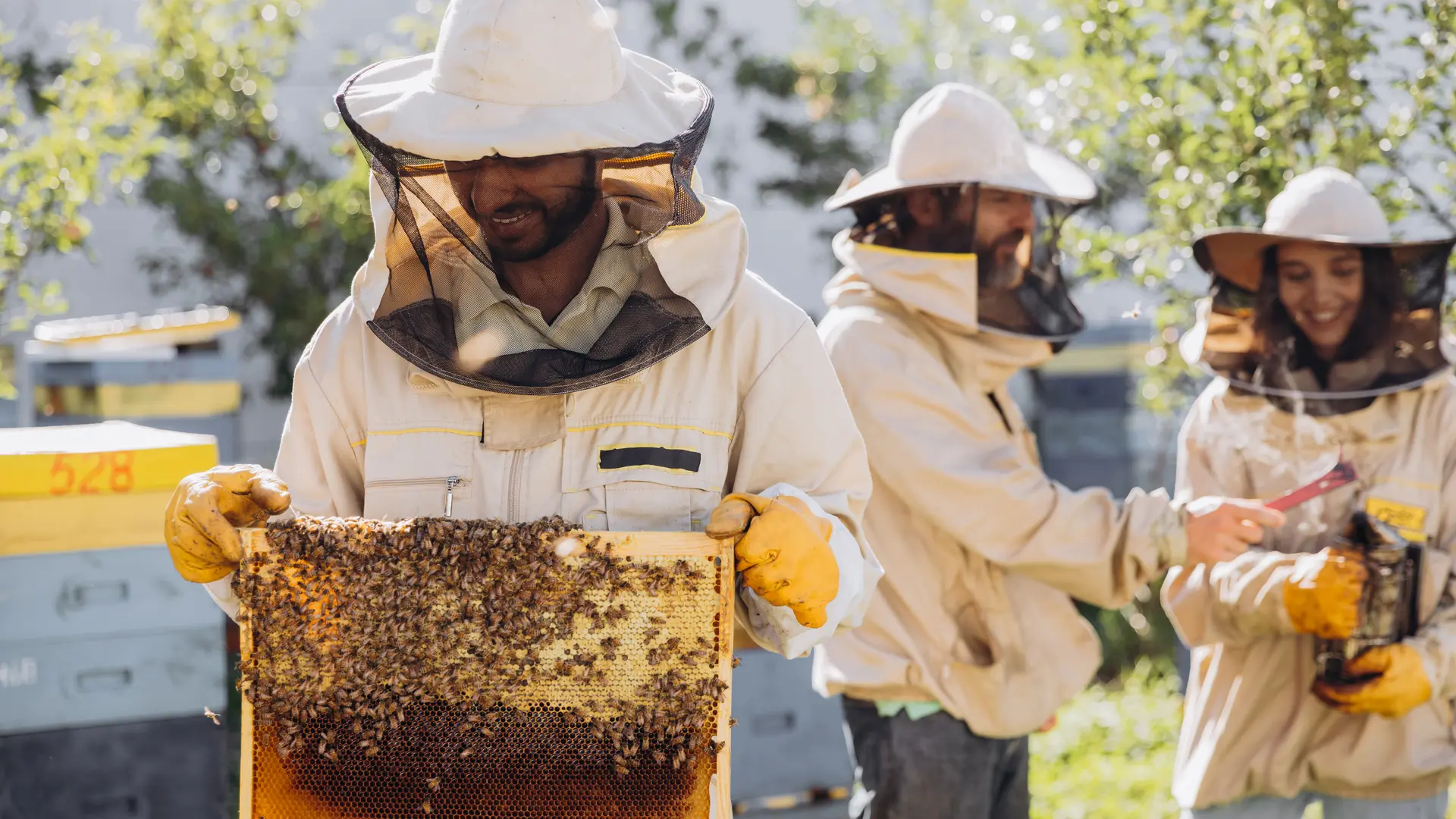 Beekeepers working to collect honey. Smiling beekeeper holding a wooden frame with honey and bees