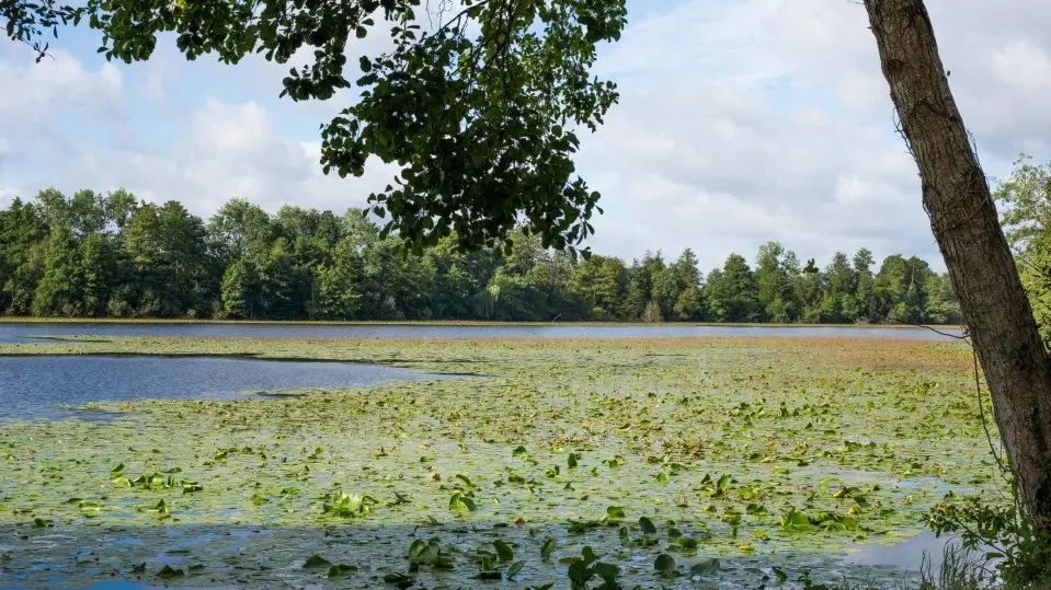 Parc des Forges