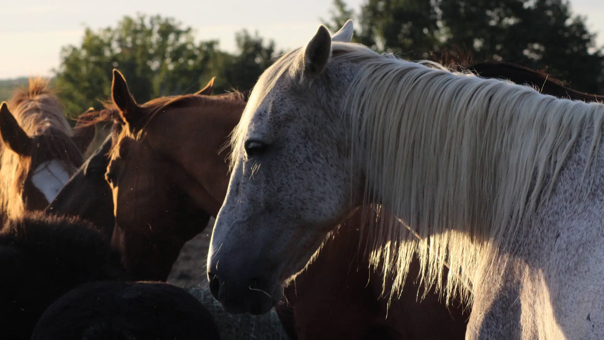 Troupeau de chevaux