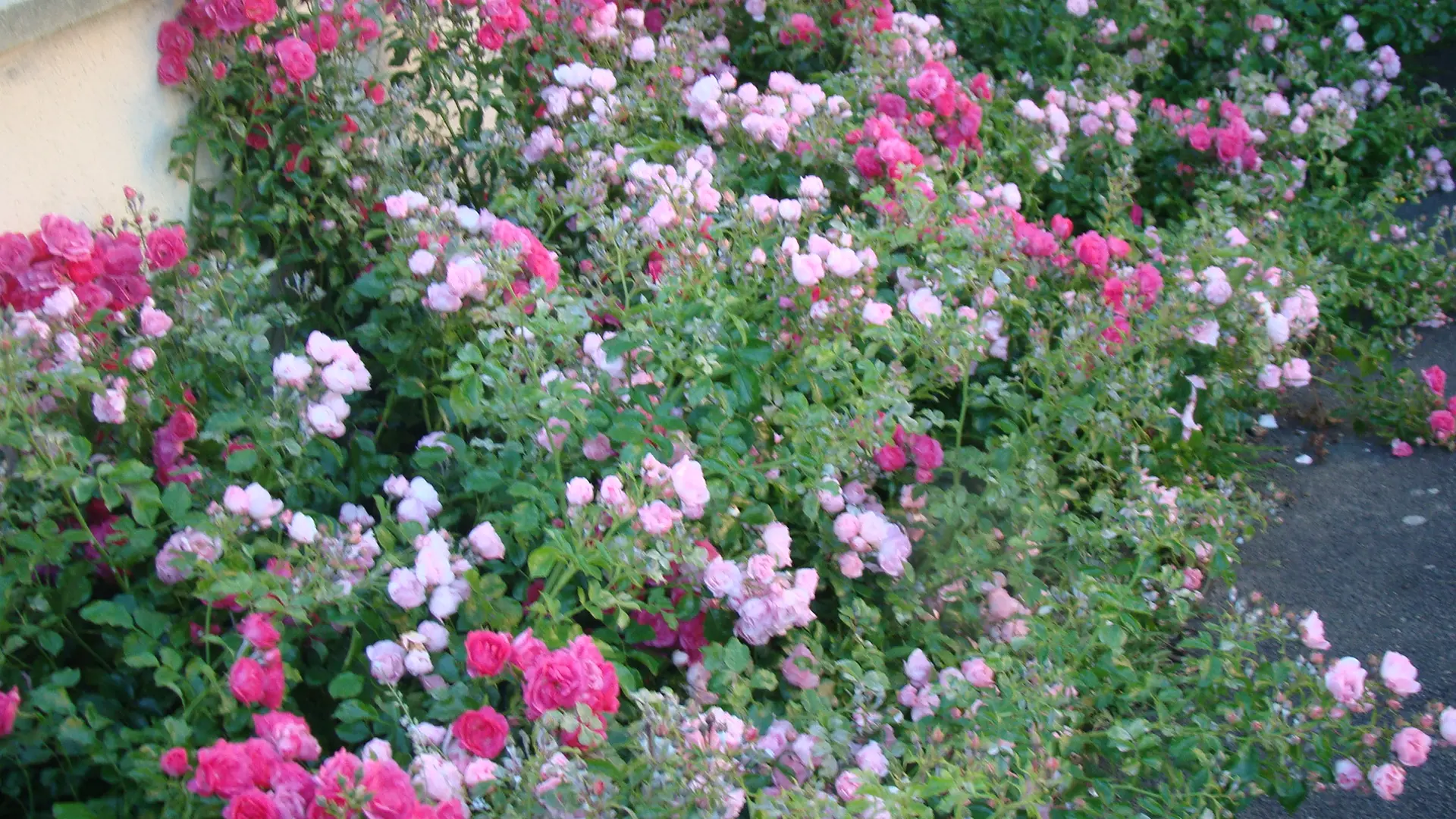 les rosiers, passion à partager