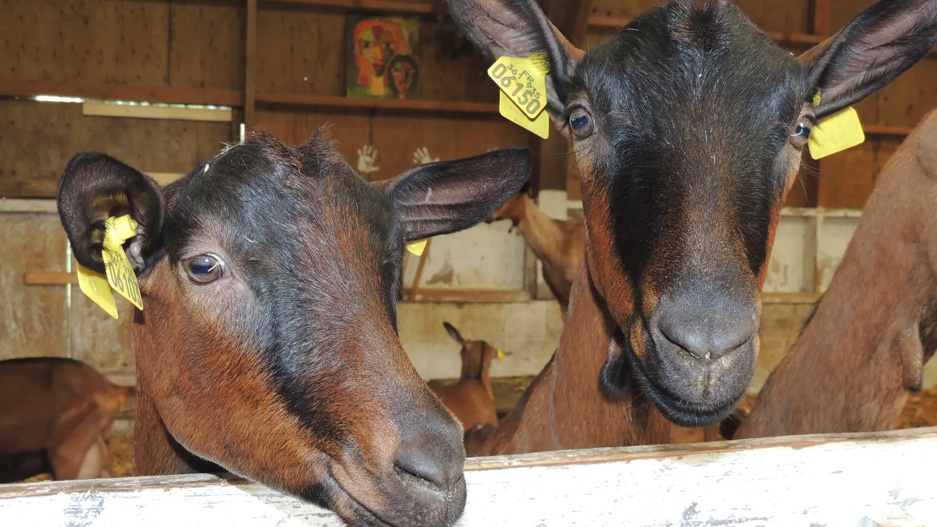 Chèvrerie La Mercerie