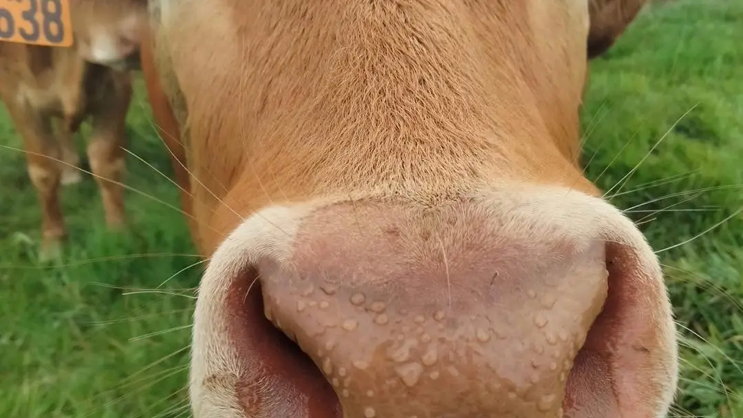 Fermélaine Saint Ellier du Maine Langelier Vache mufle