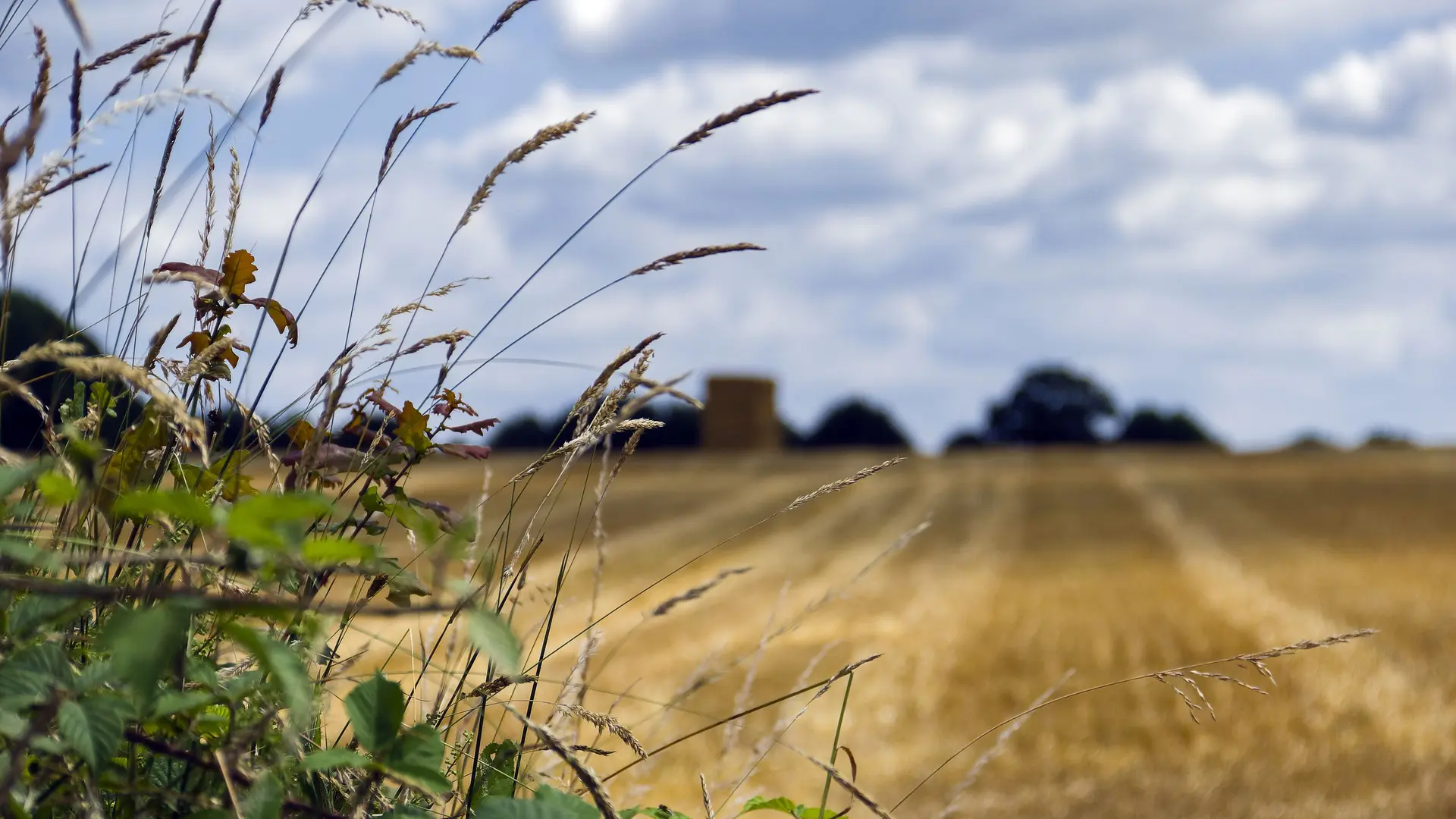 Fougerolles-du-plessis---Bocage-Mayennais-rev-JY-Guyard--2-