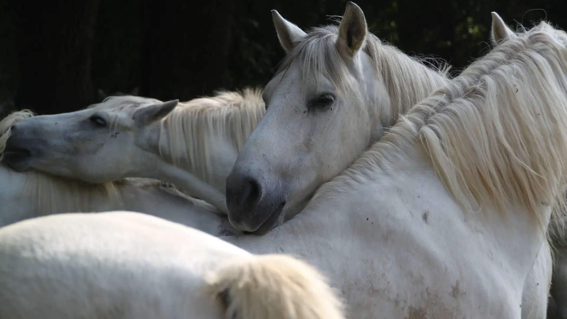 centre equestre le roc au loup