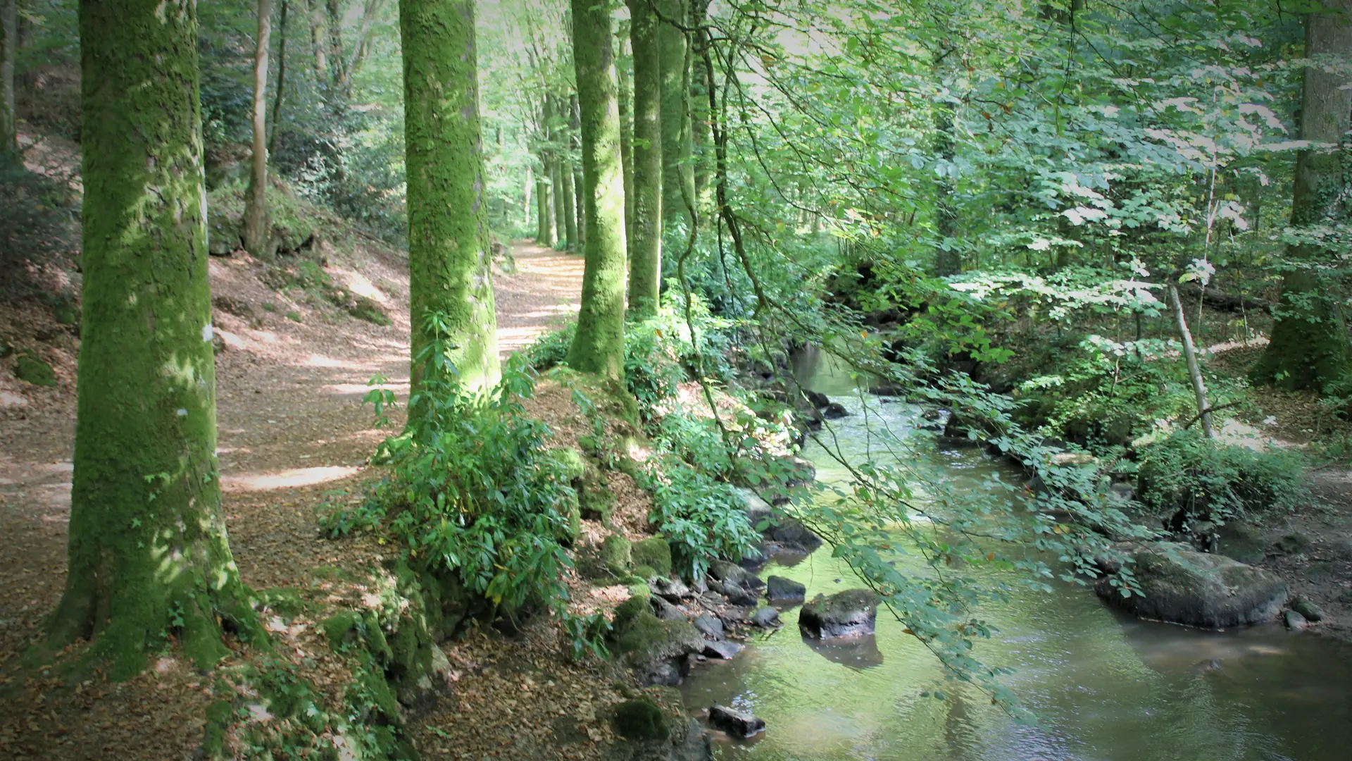 Parc arboré de 12 ha