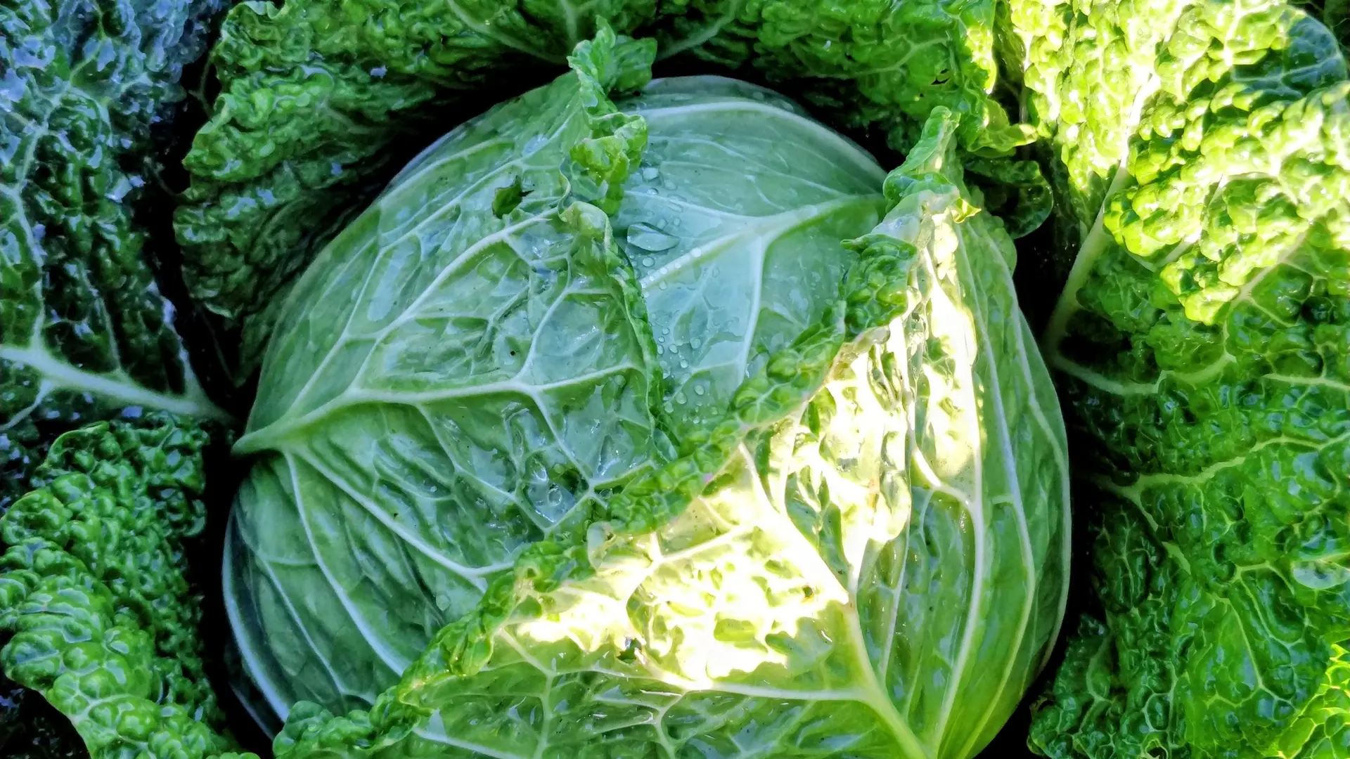 IMG_20250915_085116~2