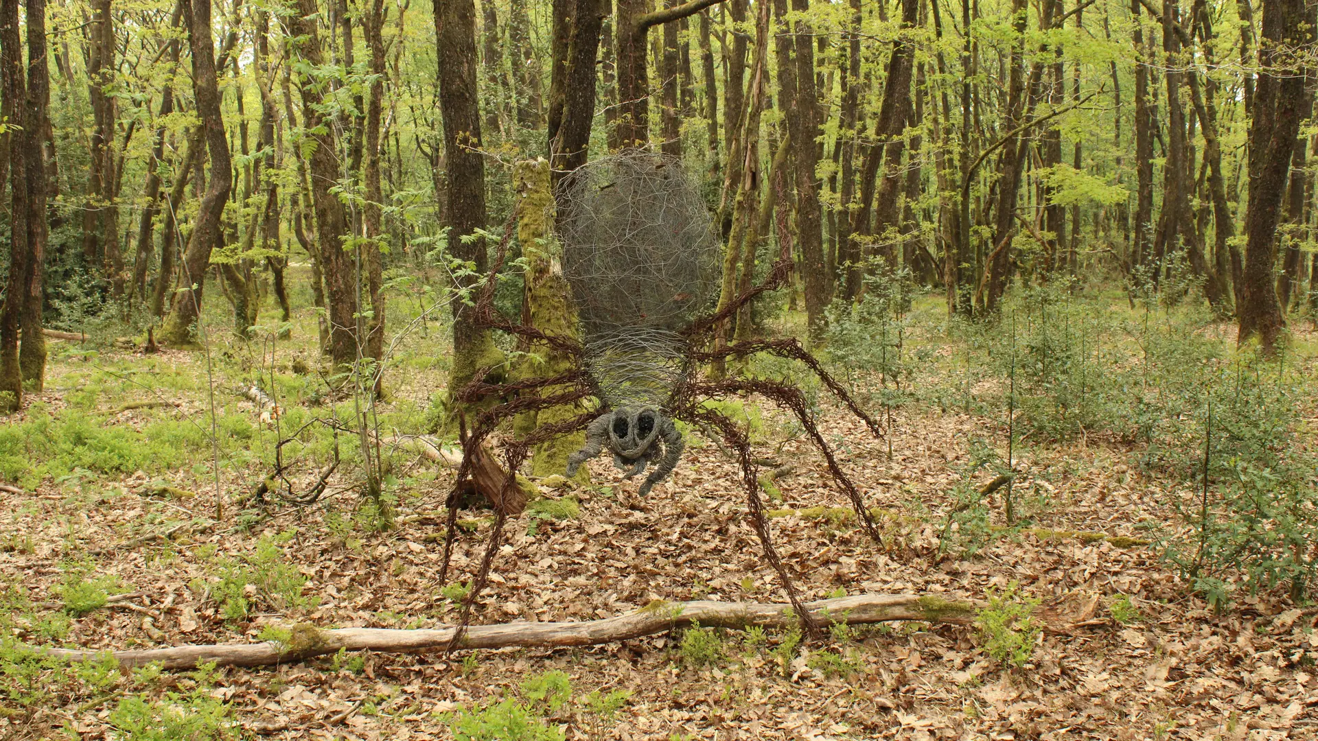 « Cloturus magnus », Olivier Hesnard