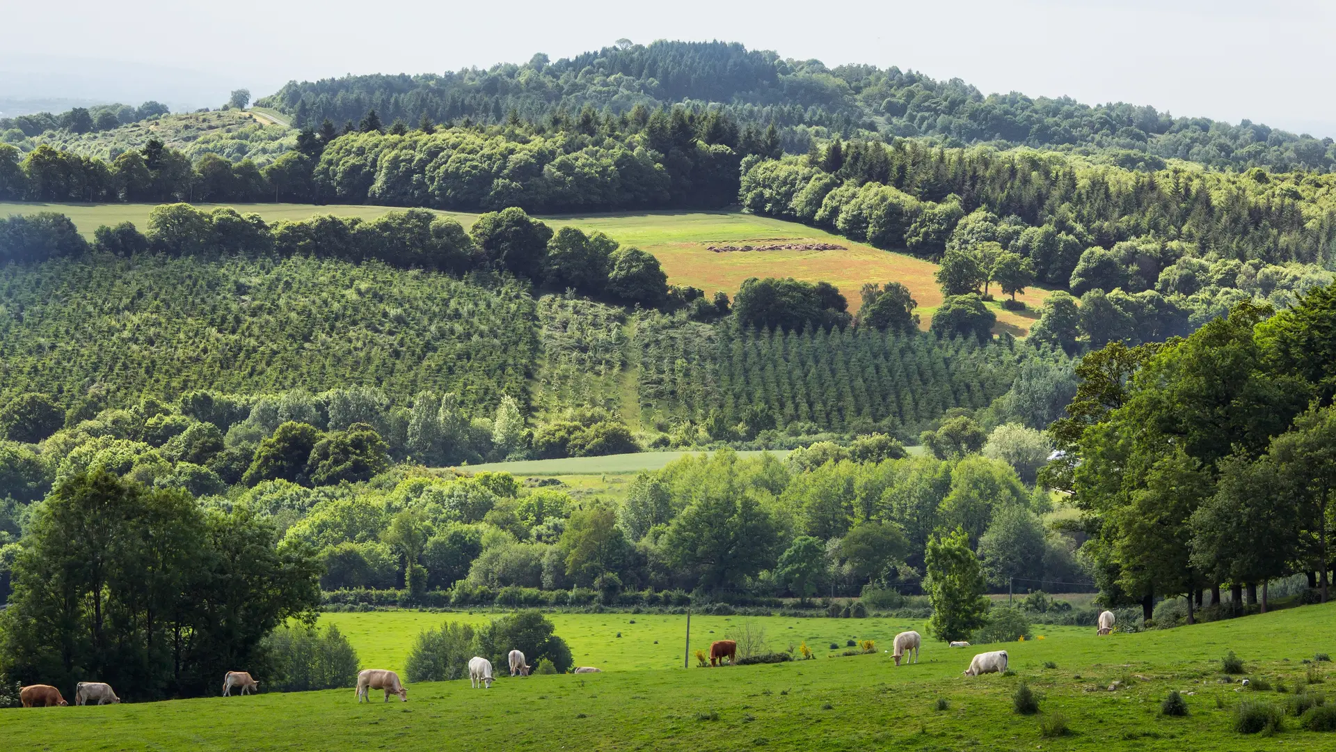 Ize-Mont-Rochard---CP-P