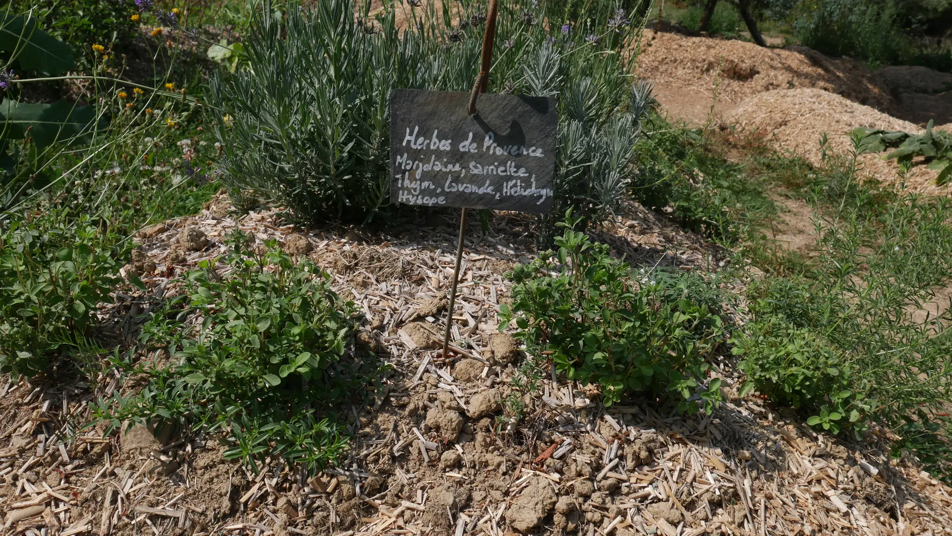 Plantes des Alpes Mancelles