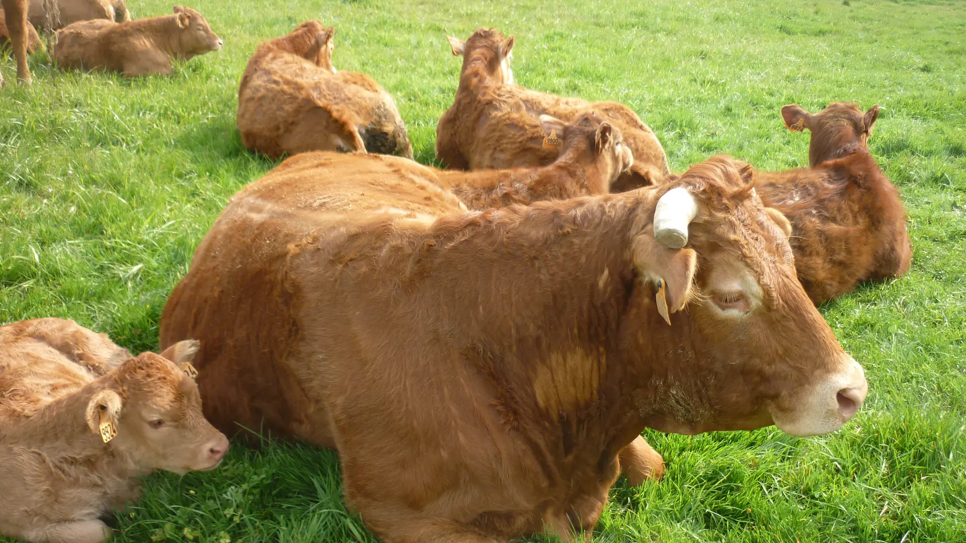 Saint Mars sur Colmont Gaec du Grd Goussant vaches Limousines