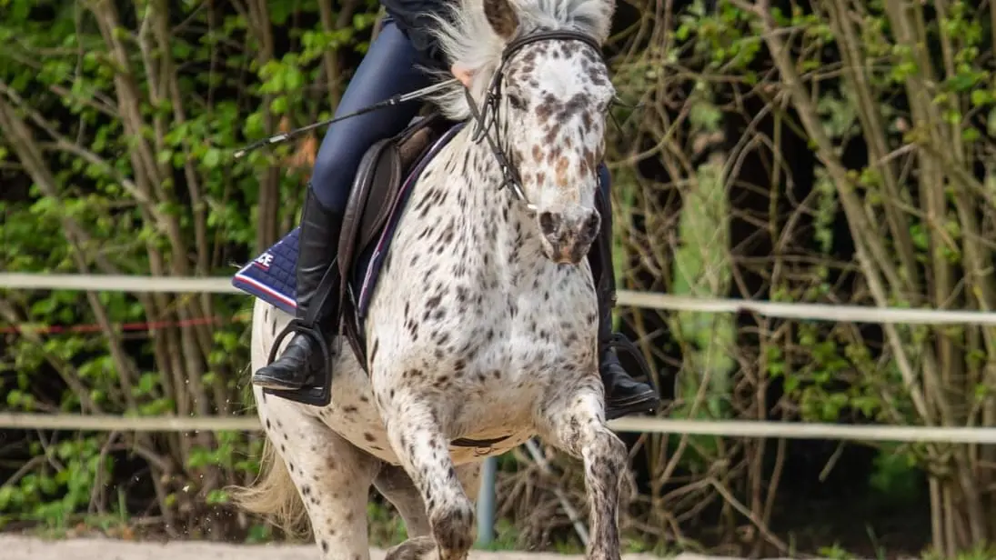 Centre Equestre du Haut Fèvre