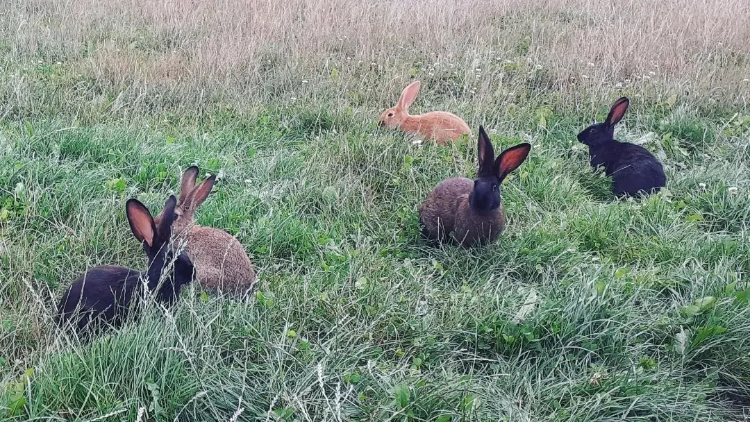 ferme de la Seurrie - lapins