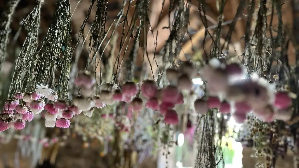 fleurs en cours de sechage dans le grenier