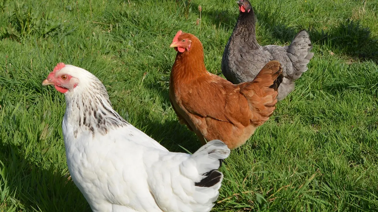 laying-hens-2855739_1280