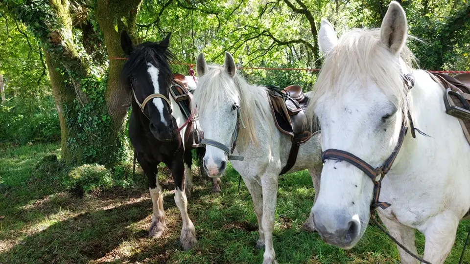 494054060_122158954598504313_8033940277503586880_n