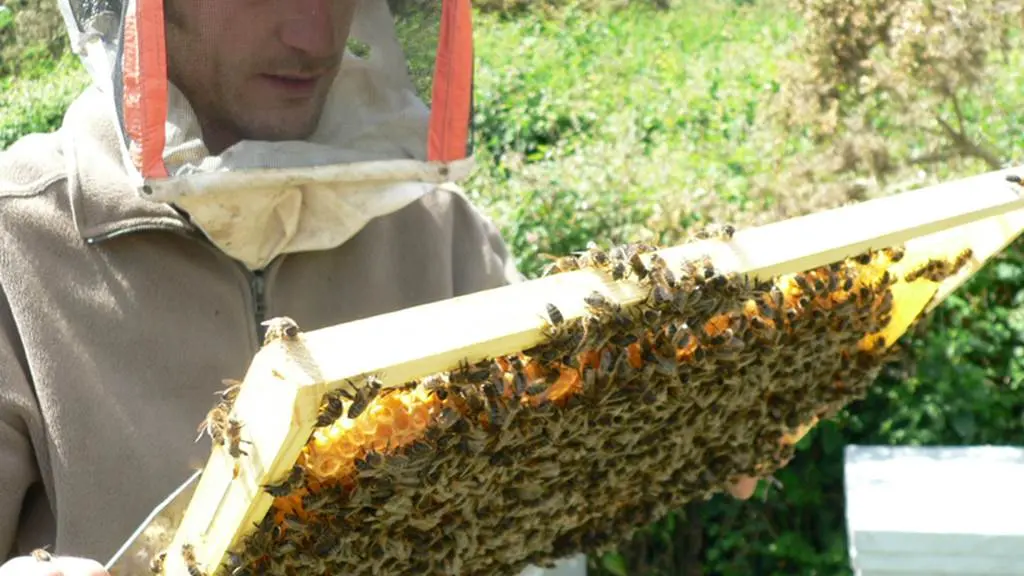 Le rucher de l'abeille noire