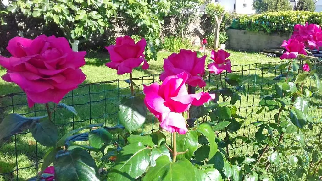 Les Magnolias - Gîte N°56G34927 – CARNAC – Morbihan Bretagne Sud