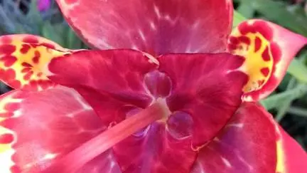 Les Magnolias - Gîte N°56G34927 – CARNAC – Morbihan Bretagne Sud