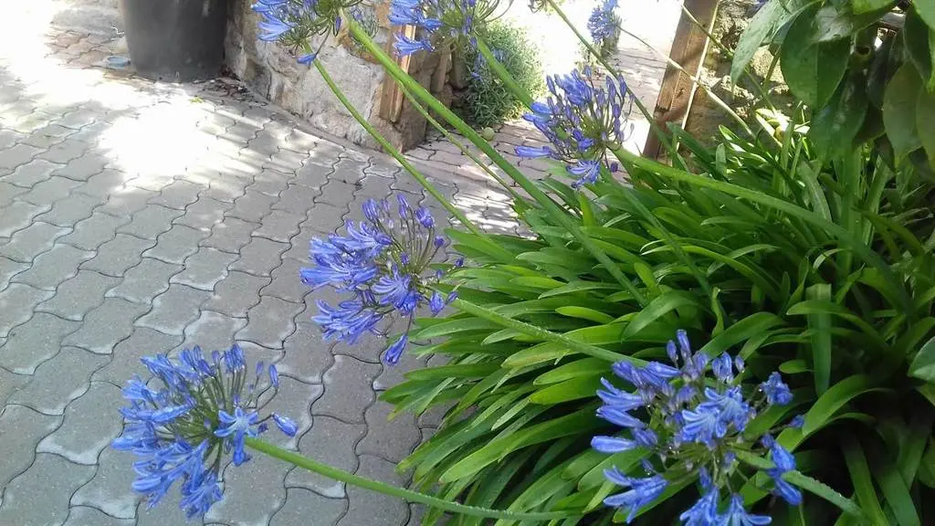 Les Magnolias - Gîte N°56G34927 – CARNAC – Morbihan Bretagne Sud