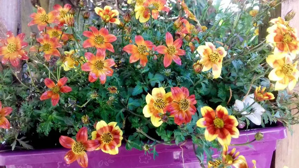 Les Magnolias - Gîte N°56G34927 – CARNAC – Morbihan Bretagne Sud