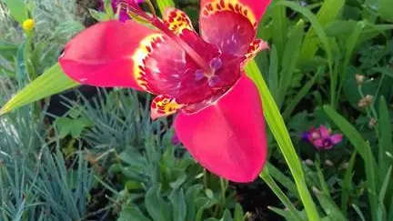 Les Magnolias - Gîte N°56G34927 – CARNAC – Morbihan Bretagne Sud