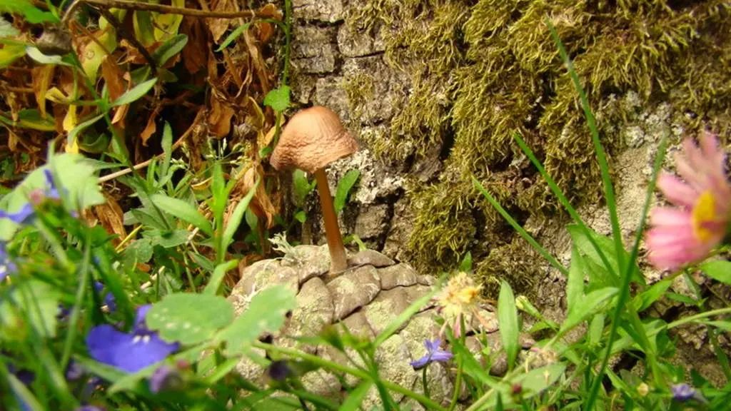 champignon sur une pomme de pin