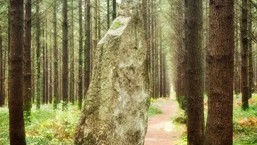 forêt camors morbihan bretagne sud