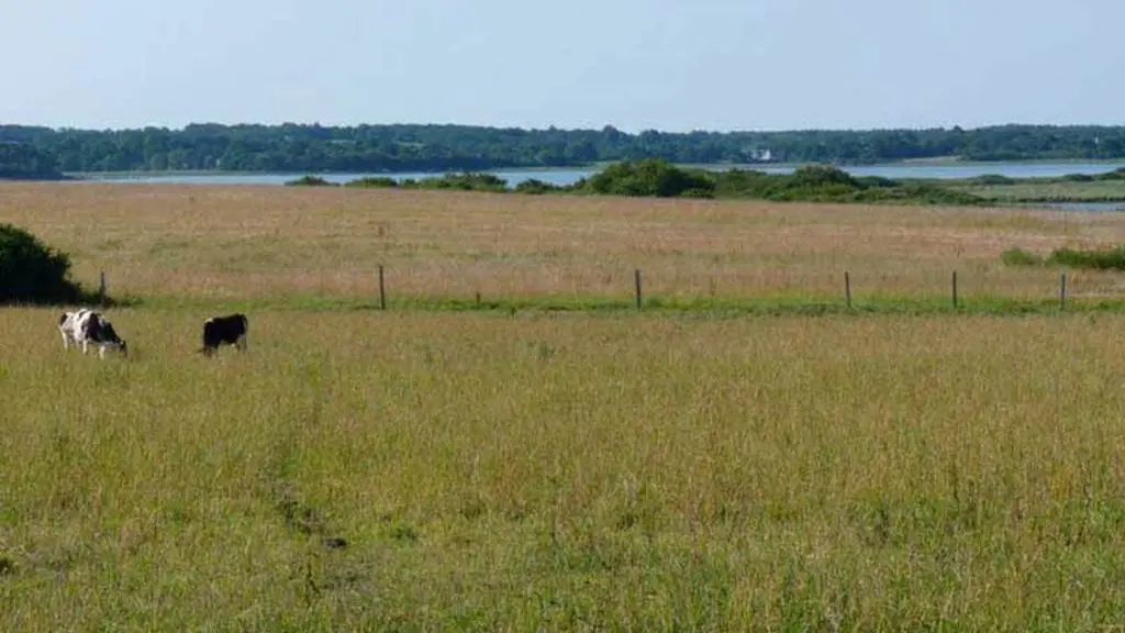 Réserve-naturelle-Séné-Golfe-du-Morbihan-Bretagne sud