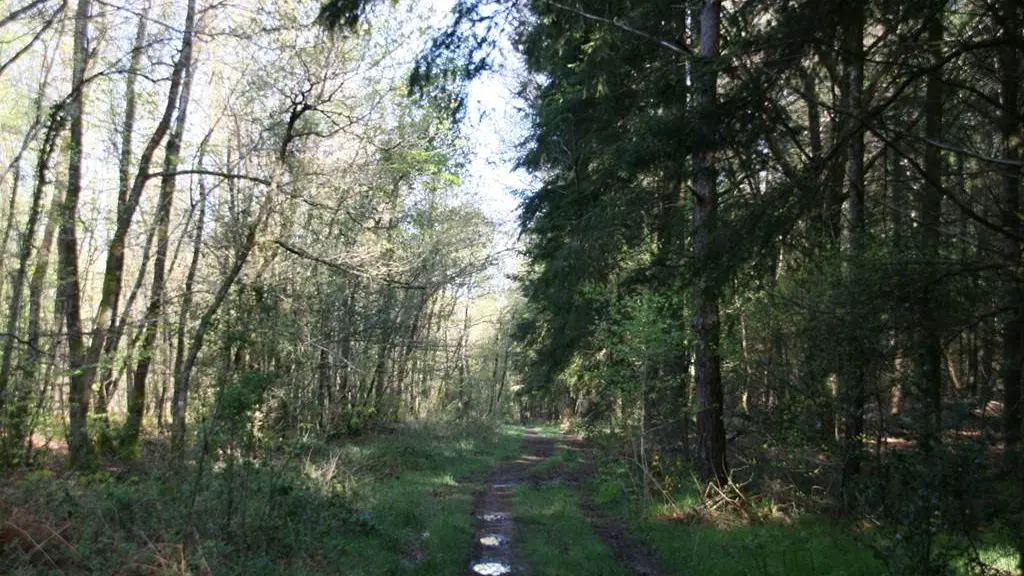 Forêt domaniale de Coeby - Trédion - Morbihan Bretagne sud