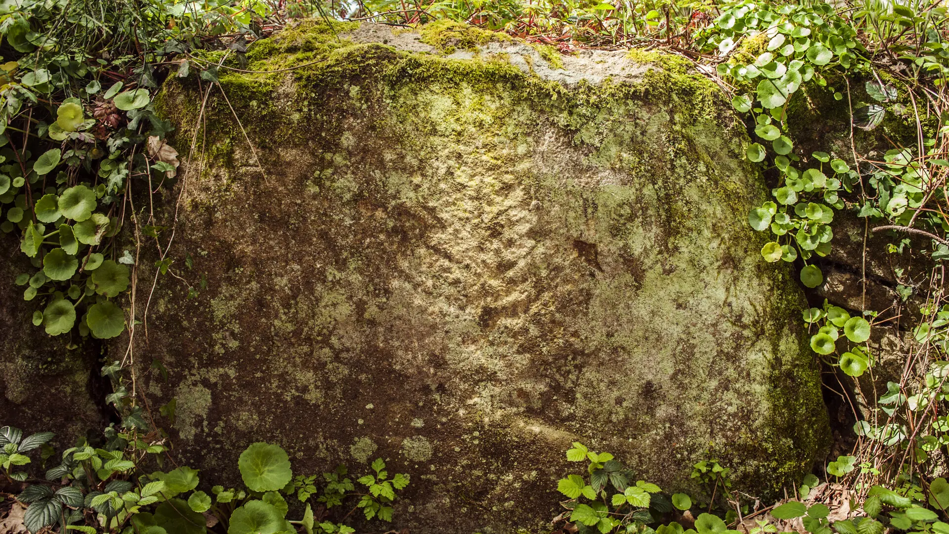 _DSC3448 copie.jpg_compressed