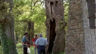 Chênes creux de la Chapelle de Kerméant - Néant sur Yvel