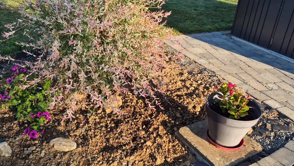 056MS000169_Saupin_20250530_074512